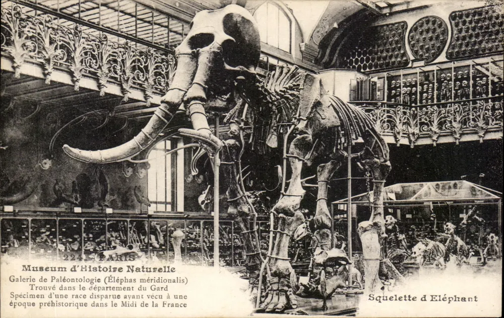 Elefanten-Skelett — Paläontologie-Galerie — Museum für Naturgeschichte, Paris - Vorderseite
