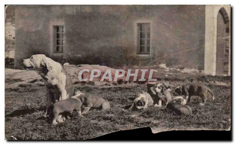 Chiens et chiots — devant un bâtiment rural — éditeur non visible - Frente