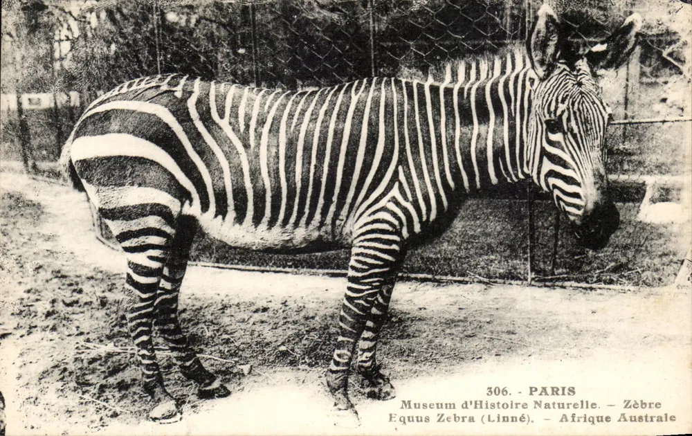 Zebra — Museum für Naturgeschichte — Paris - Vorderseite