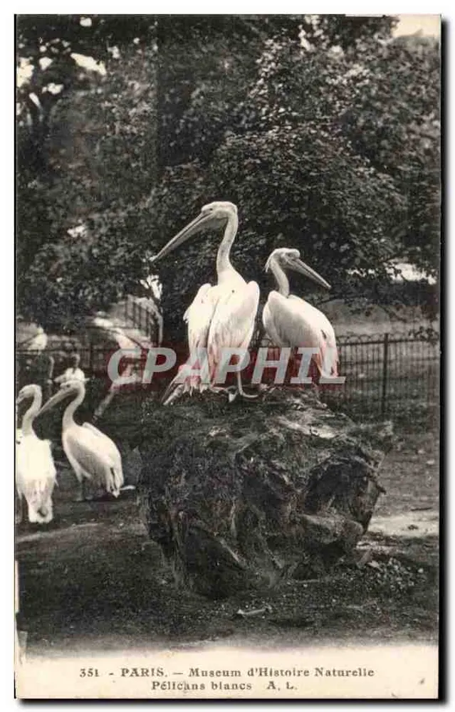 Paris — Museum d'Histoire Naturelle — Weiße Pelikane — A. L. n° 351 - Vorderseite