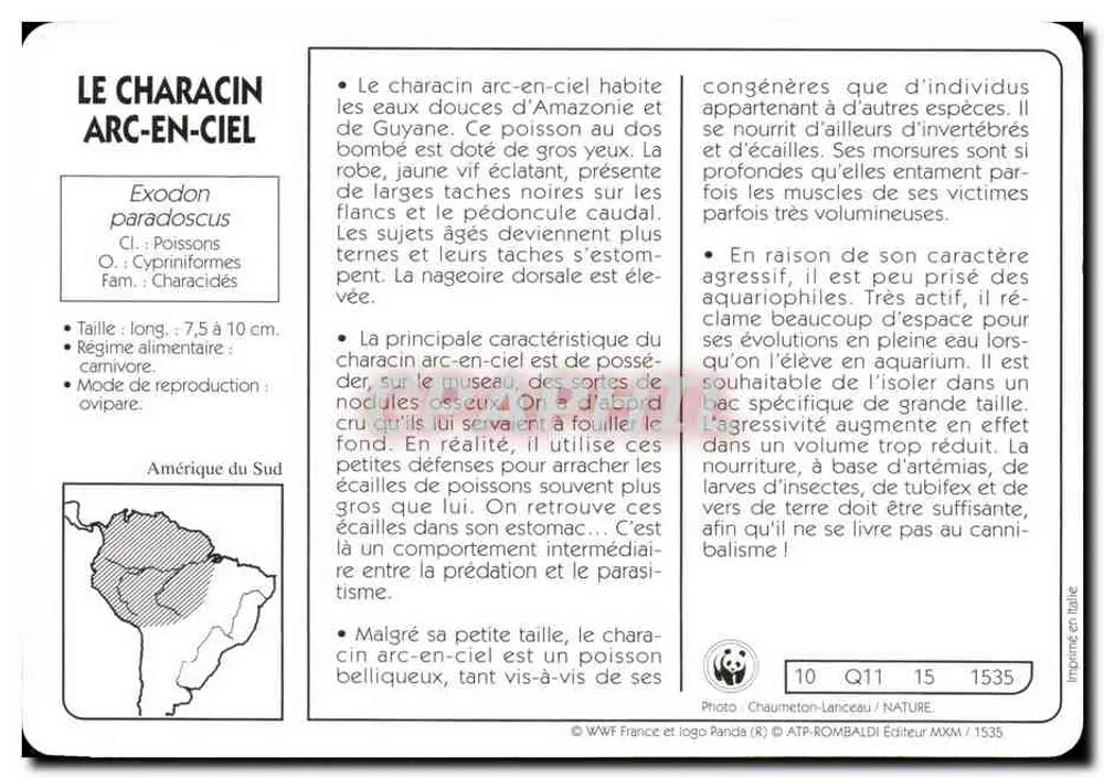 Il characin arcobaleno — Exodon paradoxcus — editore ATP-ROMBALDI, n° 1535 - Verso