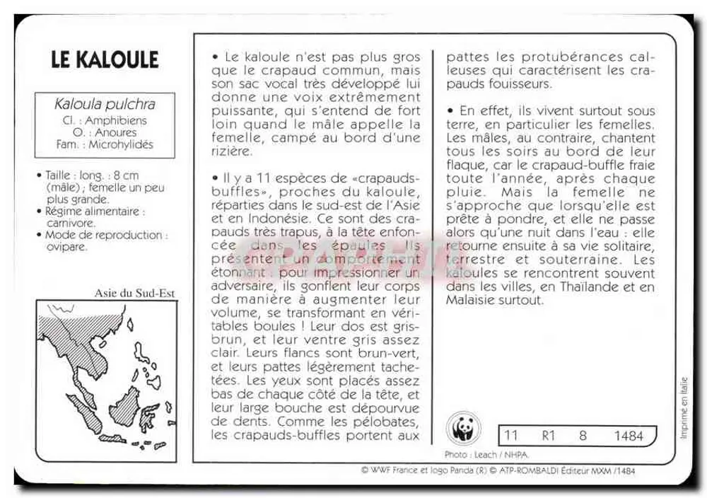 O kaloule — Kaloula pulchra — WWF France / ATP-ROMBALDI - Verso