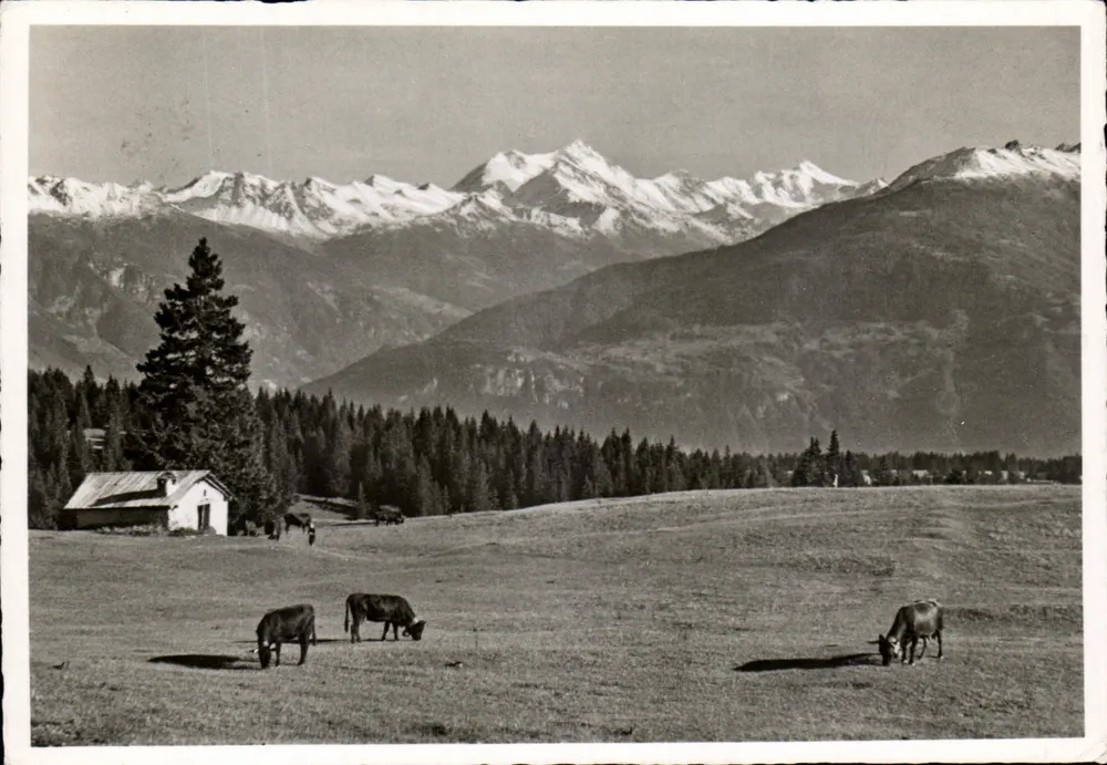 Crans-s/Sierre (alt. 1500 m.) — Les Plans Mayens, Le Dom, Weisshorn und Rothorn — Verlag Ch. Dubas, Rep. Int. - Vorderseite