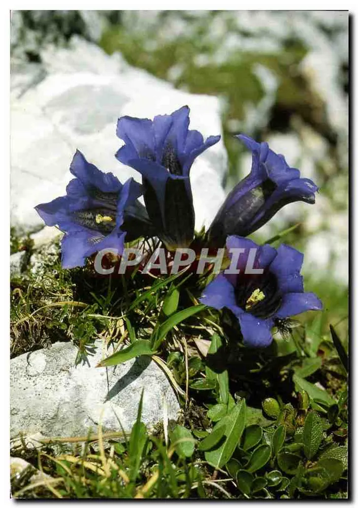 Gentiana acaulis — flores azuis na montanha — Fotokunst Groh, 82237 Wörthsee - Frente