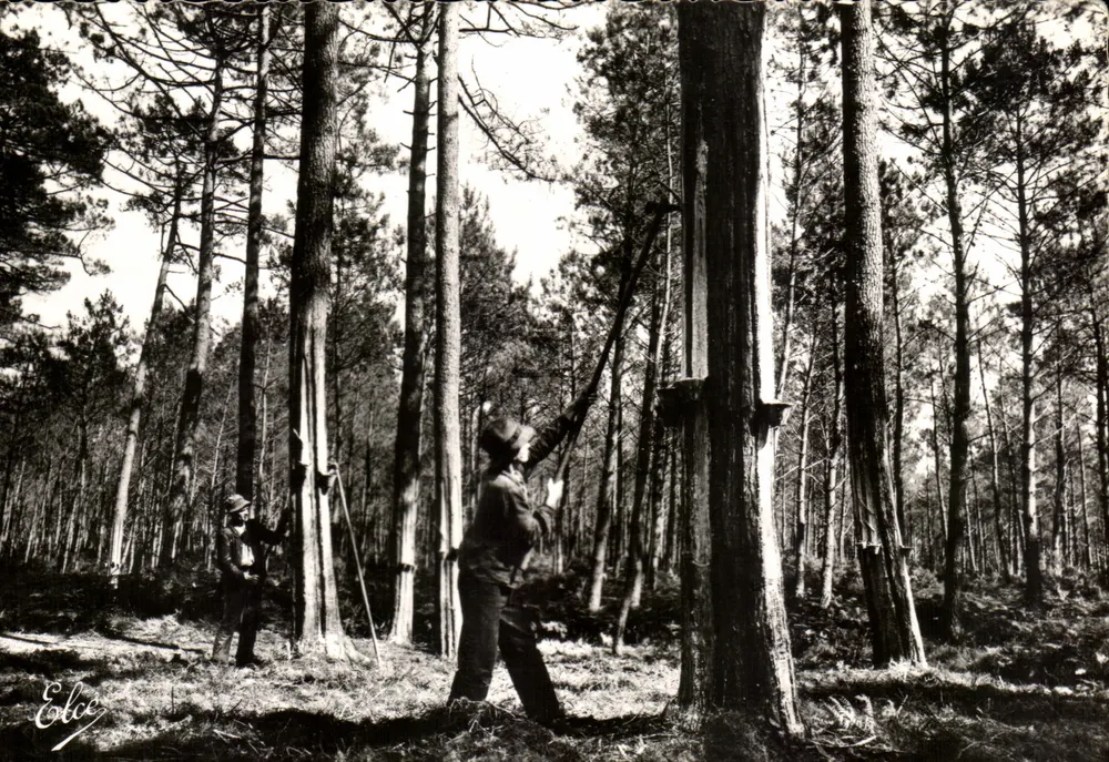 Harvest of Resin — La Lande — L. Chatagneau 92, Gours Victor-Hugo - Vorderseite