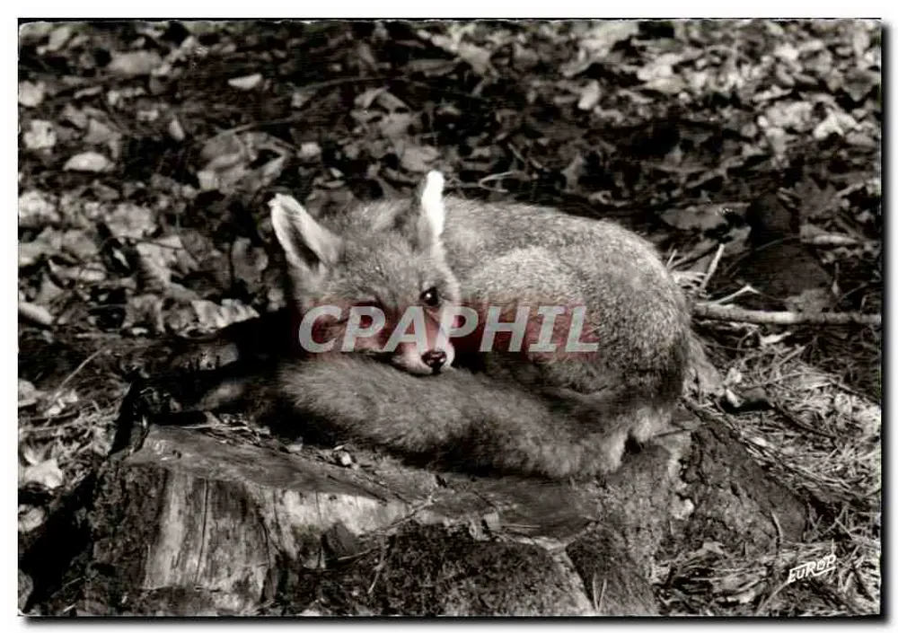 Roter Fuchs — auf einem Baumstamm ruhend — Edition de l'Europe Pierron, Sarreguemines - Vorderseite