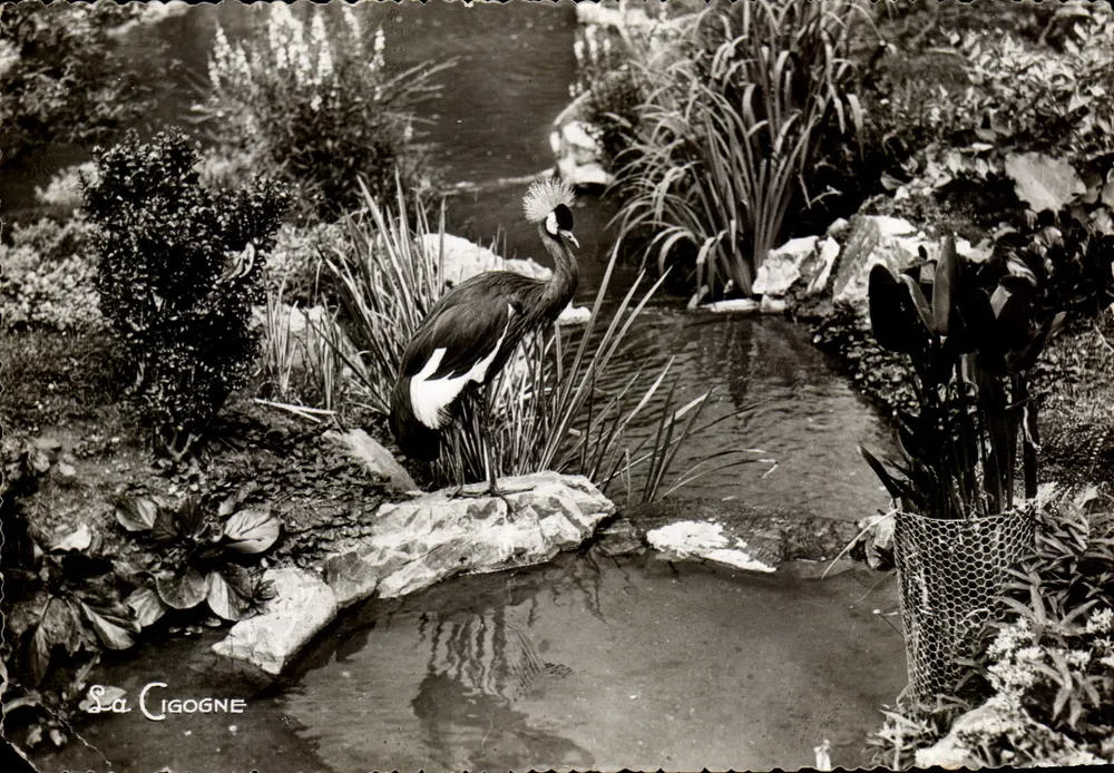 Königlicher Storch — Schwannenteich — Edition La Cigogne, Nr. 537 - Vorderseite
