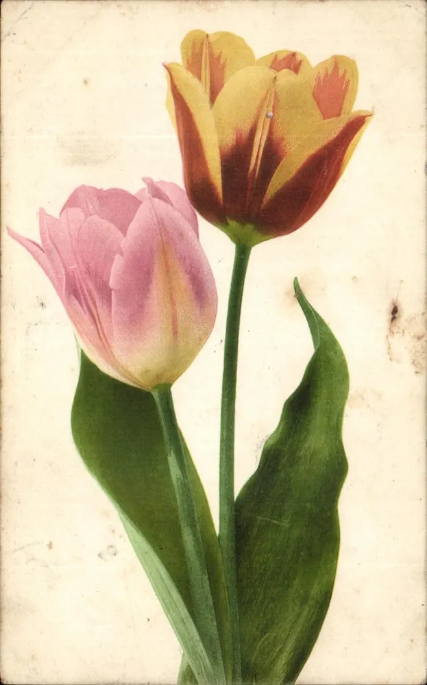 Dwie tulipany — jedna różowa, żółta i czerwona — wydawca Greenplich & Co. Hefenhammel, Stuttgart - Awers
