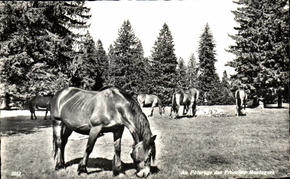 Am Pâturage der Franches-Montagnes — Edition R. Jeanneret-Damiet, Nr. 2052 - Vorderseite