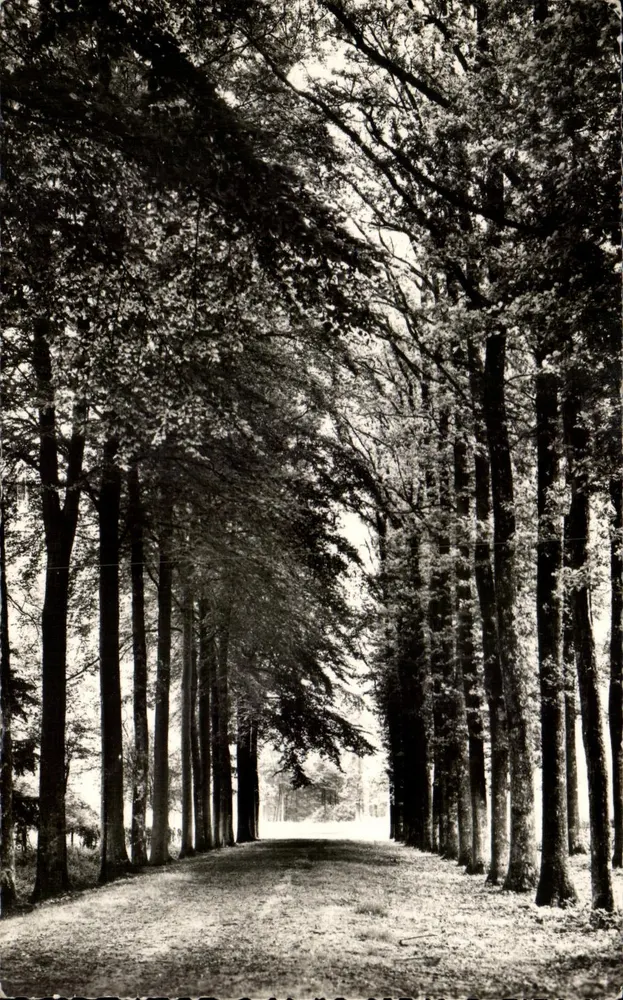 Wald von La Nouvion-en-Thiérache — Avenue du Prince Henry — Edition Hilbert - Vorderseite