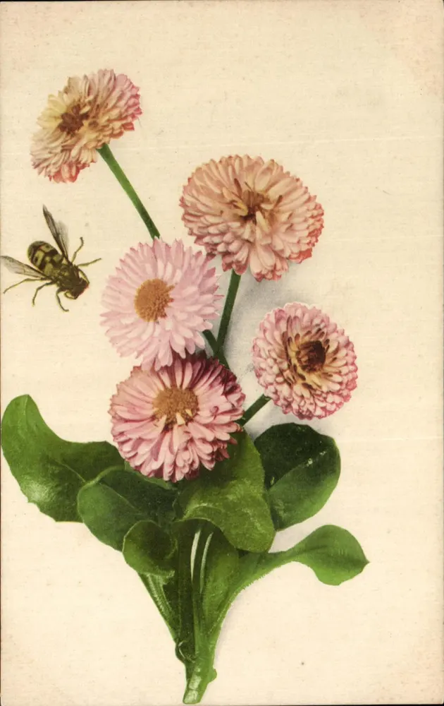 Flores de pâquerettes rosas — abelha — série Natura m. 1 - Frente