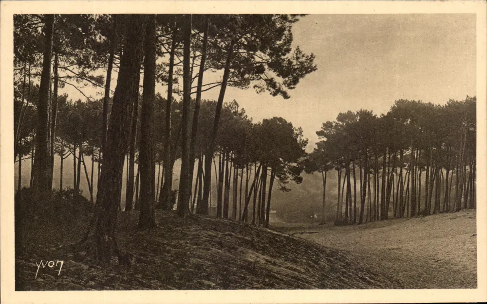 Kiefernwald — Arcachon — Éditions d'Art Yvon - Vorderseite