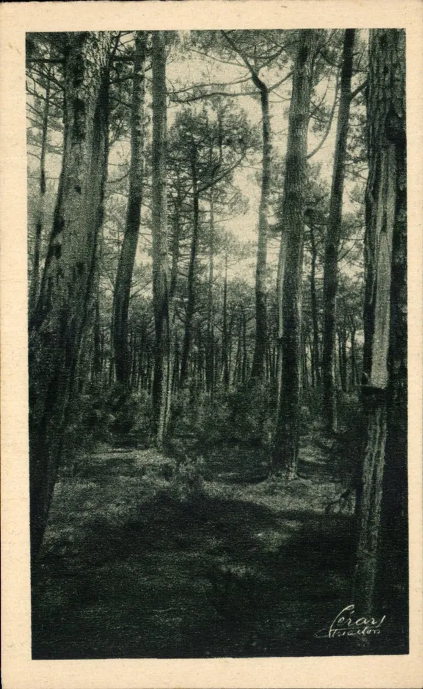Pinebossen — Bos rond het bassin van Argachon — Feray, Strasbourg - Voorkant