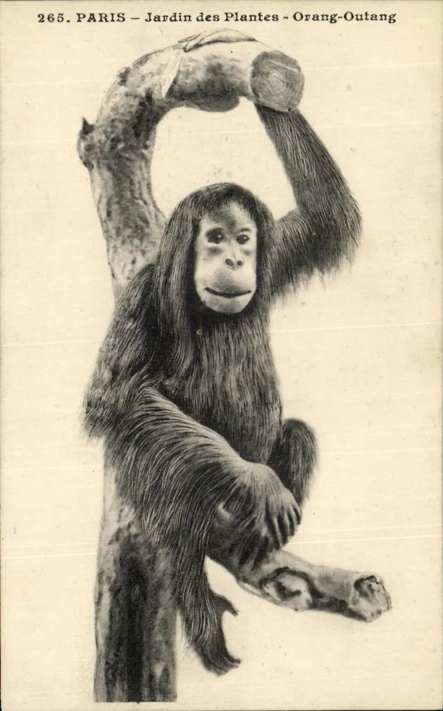 PARIS – Jardin des Plantes – Orang-Utan — Serie 265, Verlag Morveau Frères - Vorderseite