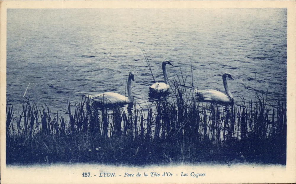 LYON - Parc de la Tête d'Or - Les Cygnes - n° 157 - Vorderseite
