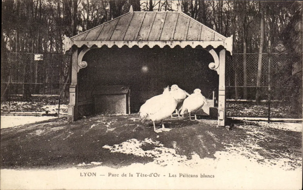LYON — Parc de la Tête-d'Or — Les Pélicans blancs - Vorderseite