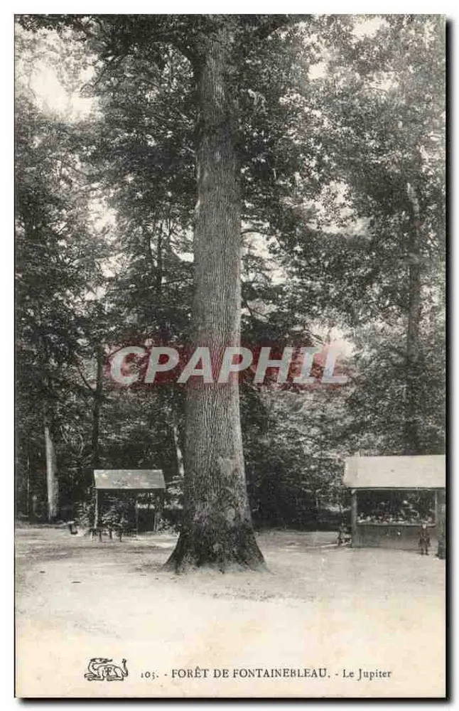 Forêt de Fontainebleau — Le Jupiter — éditeur CPAPHIL, n° 103 - Frente