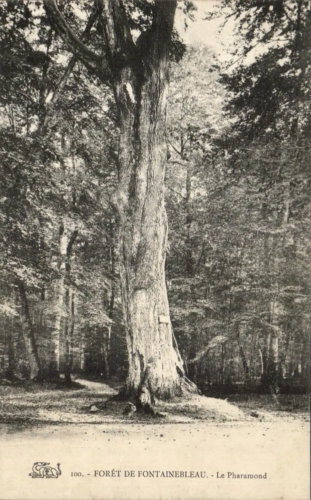 Forêt de Fontainebleau — Le Pharamond — éditeur Le Pharamond, n° 100 - Recto