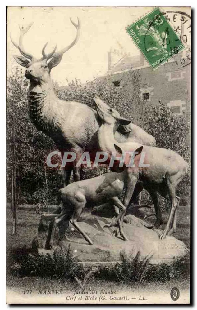 NANTES — Botanischer Garten. Hirsch und Hirschkuh (G. Gaudet). — LL. - Vorderseite