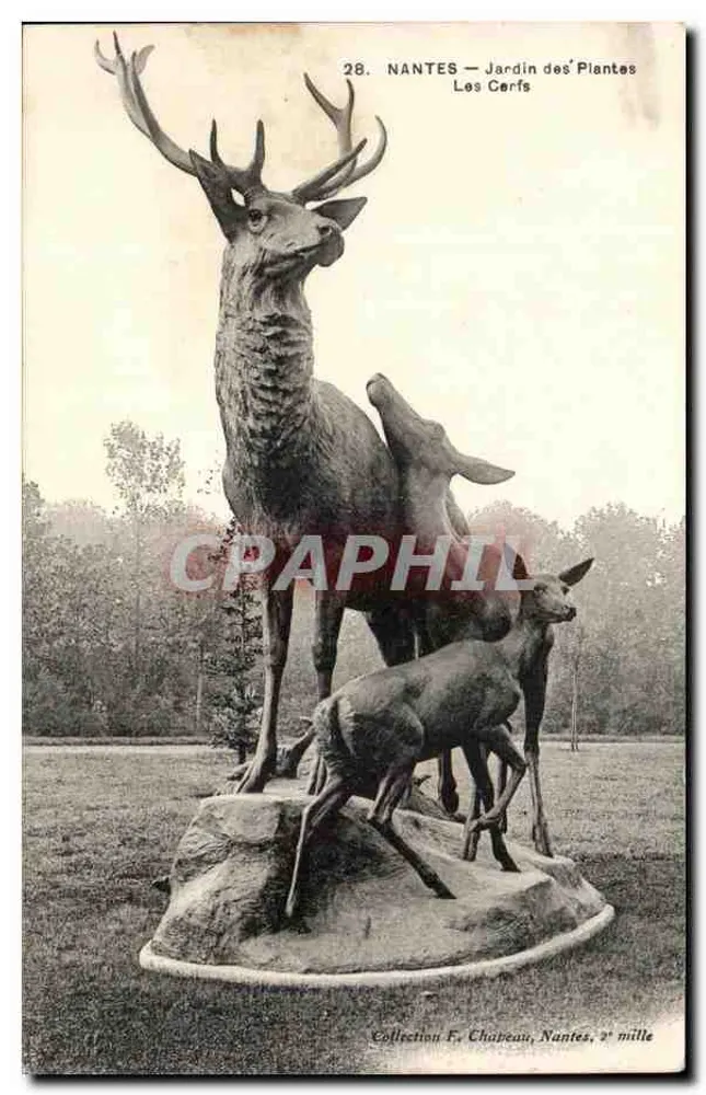 NANTES — Jardin des Plantes — Les Cerfs — Sammlung F. Chabeau, Nantes, 2. Jahrtausend - Vorderseite