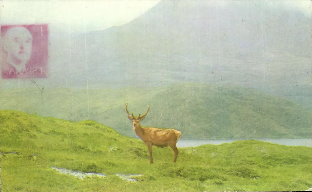 앤티크 엽서 A Monarch of the Glen Biche - 앞면
