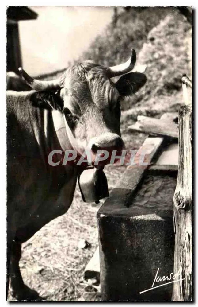 Kuh — Am Bachell — Jansol, Chambery - Vorderseite