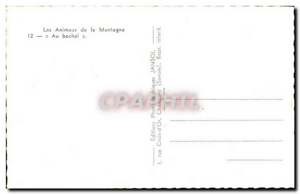 Kuh — Am Bachell — Jansol, Chambery - Rückseite