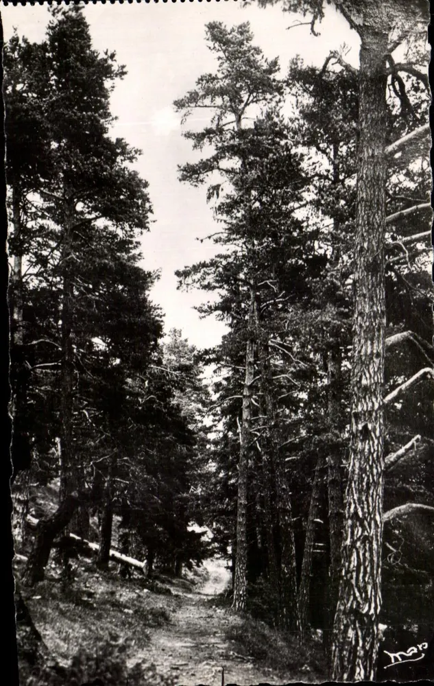 Floresta de Turini — Saint-Martin-Vaubie — Edições Mar, Nice - Frente