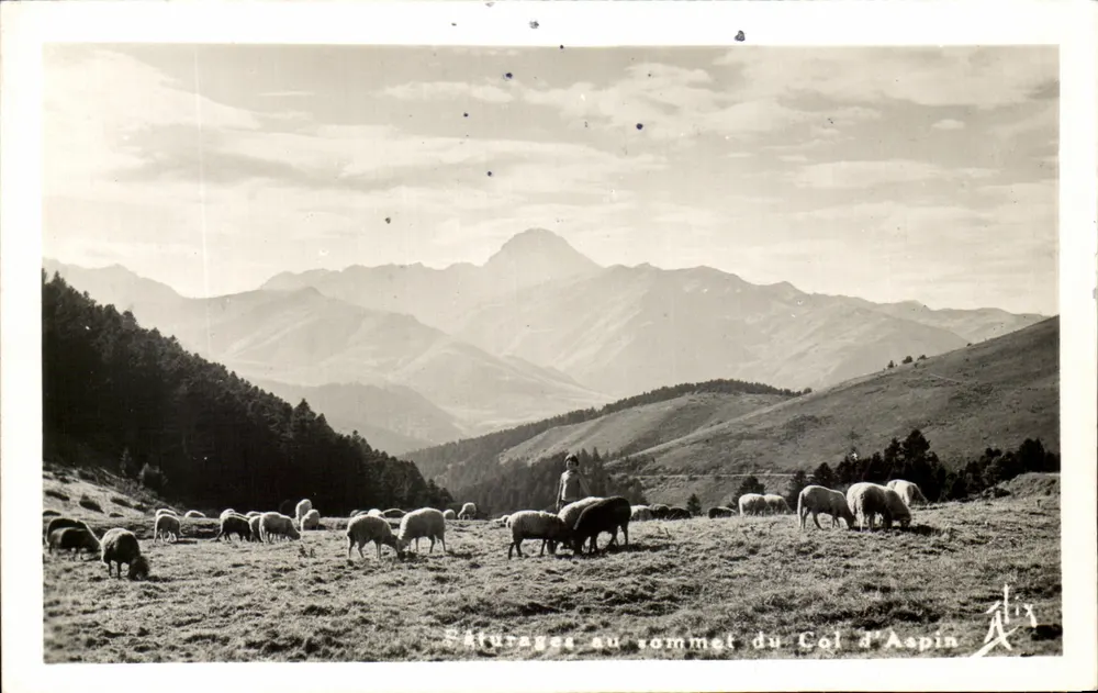 Weiden am Gipfel des Col d'Aspin — Die Pyrenäen — Editions Alix, Bagnères-de-Bigorre, Nr. 401 - Vorderseite