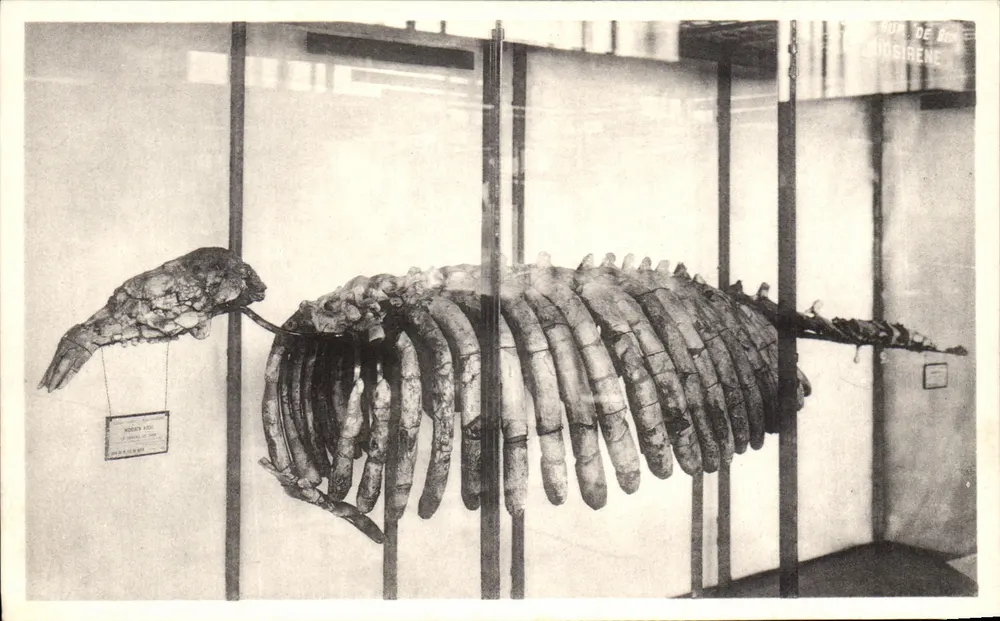 Schädel des Boom-Dugongs (Miosiren Kochi) — Königliches Museum für Naturgeschichte, Brüssel - Vorderseite