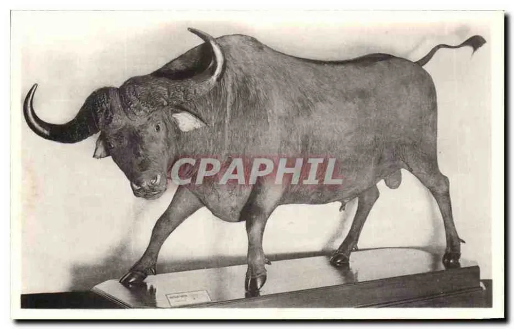 Buffalo vom Kap — Buffelus caffer — Königliches Museum für Naturgeschichte, Brüssel - Vorderseite