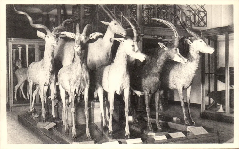 Königliches Museum für Naturgeschichte — Saal der Säugetiere und Vögel — Gruppen von Antilopen aus südlicher und tropischer Afrika - Vorderseite