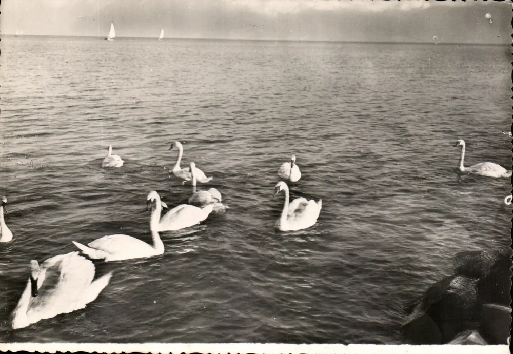 Schwanen und Segelboote auf dem Lac Léman — Éditions J. CELLARD — Nr. 4329 - Vorderseite