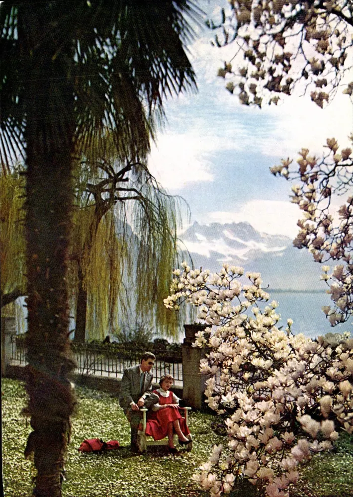 Montreux; blühende Magnolien im März — Éditions du Tourisme Montreux, n° T. M. - Vorderseite