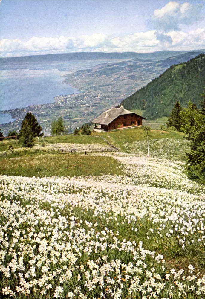 Narzissenfeld bei Caux bei Montreux — Éditions du Tourisme, Montreux - Vorderseite