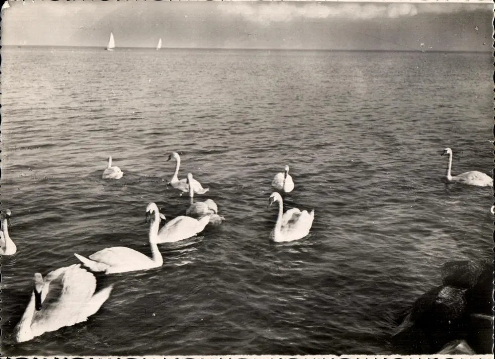 Schwanen und Segelboote auf dem Lac Léman — CELLARD Editions — Nr. 4329 - Vorderseite
