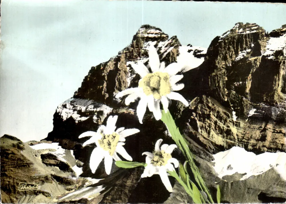 Edelweiss — Flores das Alpes — Photodit, FL-34 - Frente