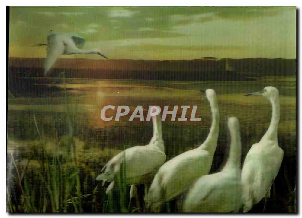Les Egrets — PK-41 — Publi Relief 3D-Color AG, Zürich - 앞면