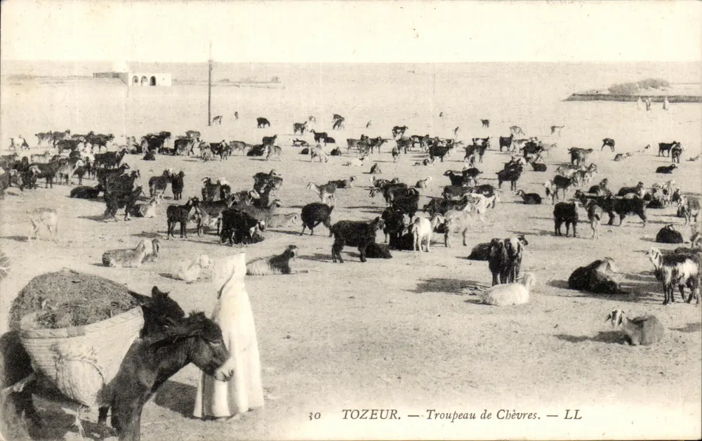Tozeur — Troupeau de Chèvres — LL - Vorderseite