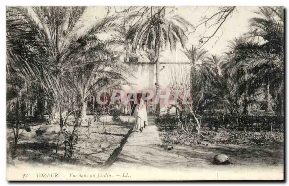 Tozeur — Blick in einen Garten — LL. n°23 - Vorderseite
