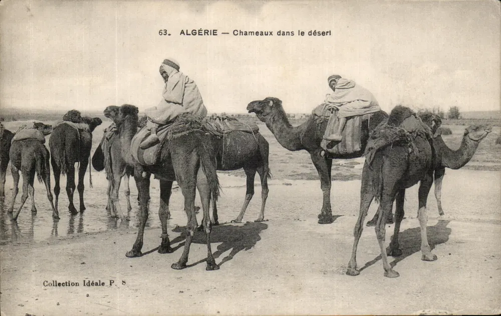 Argélia — Camelo no deserto — Coleção Ideal P. 8 - Frente