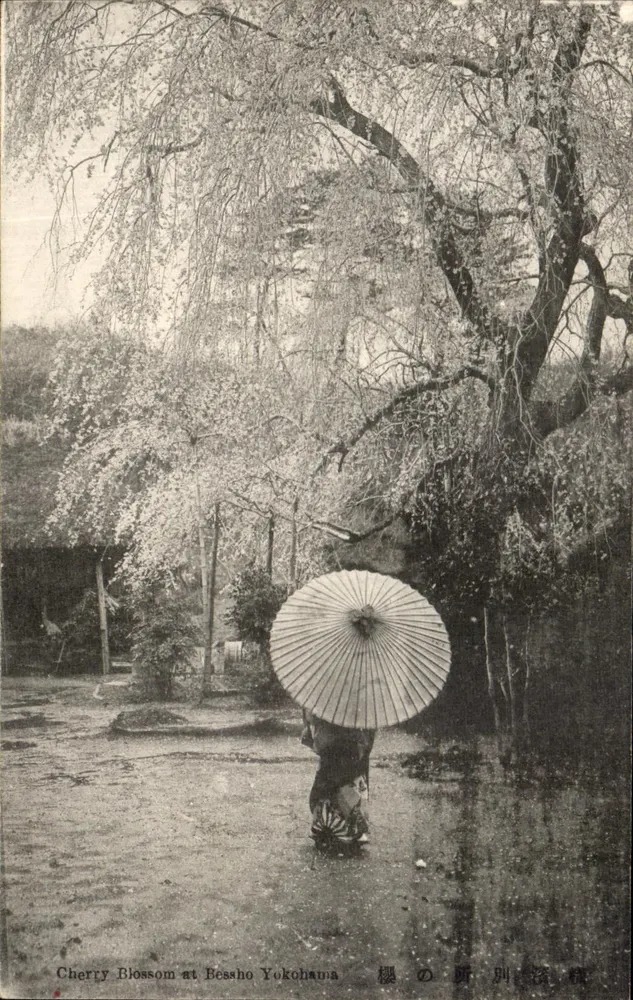 Kirschblüten in Bessho Yokohama — Japan, um 1910-1920 - Vorderseite