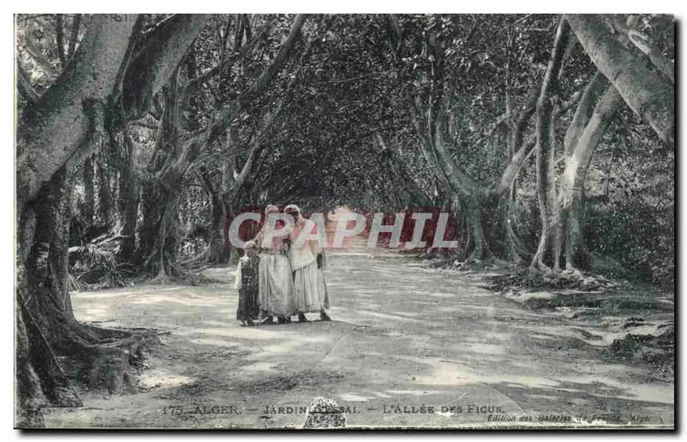 Algerien — Jardin d'Essal — Die Ficus-Allee — Édition des Galeries de France, Nr. 175 - Vorderseite