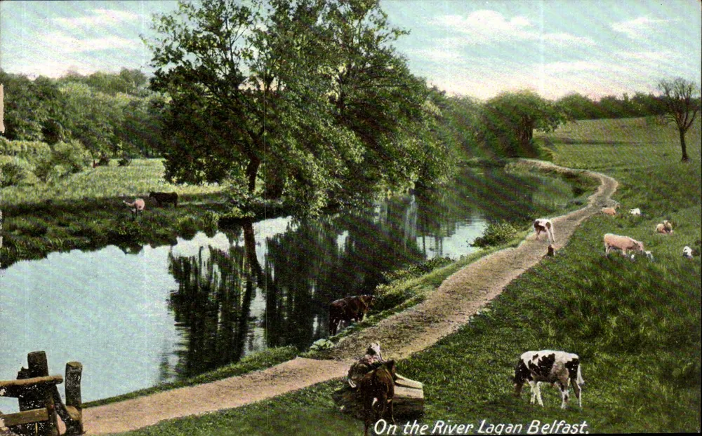 No rio Lagan, Belfast — vista de vacas pastando perto do rio — W. Lawrence, Dublin - Frente