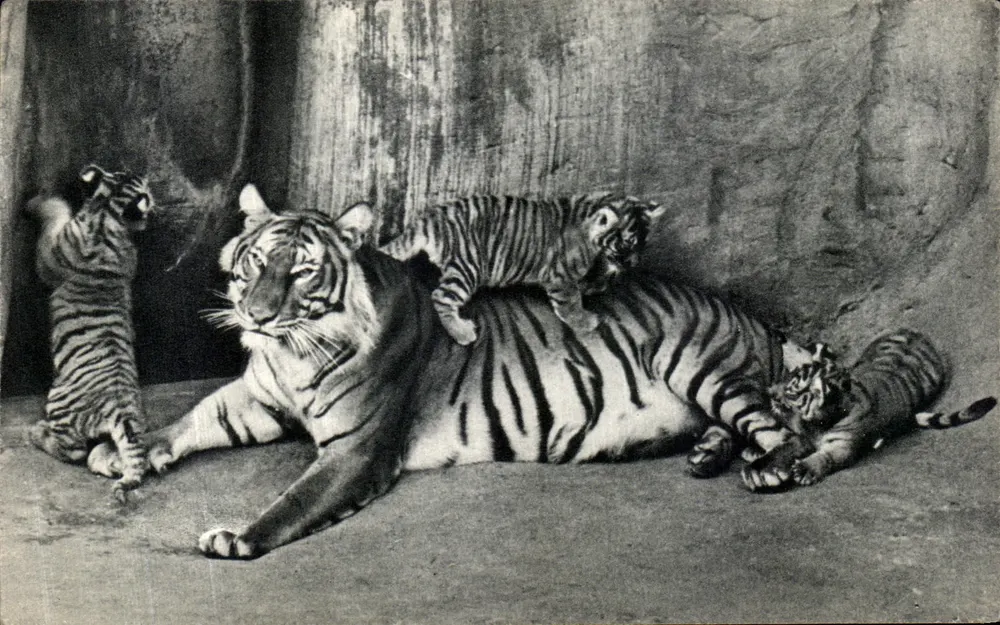 Tigre und ihre Jungen — Comité National de l'Enfance, Paris - Vorderseite