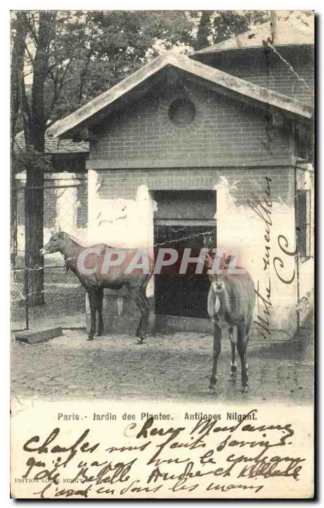 Paris - Jardin des Plantes. Nilgant-Antilopen. - Édition Louis Burguet - Vorderseite