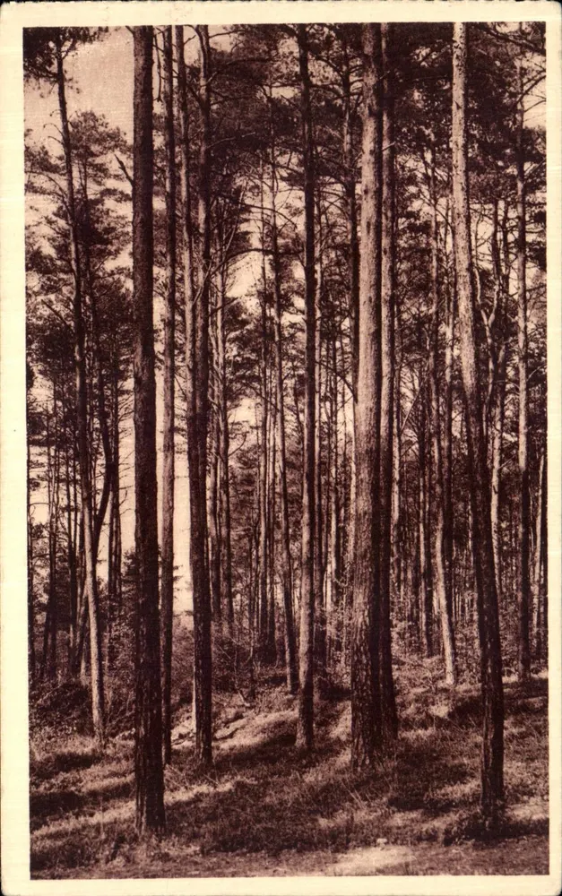 Forêt d'Andaine — Kiefernwäldchen — Imprimerie Réunie de Namur - Vorderseite