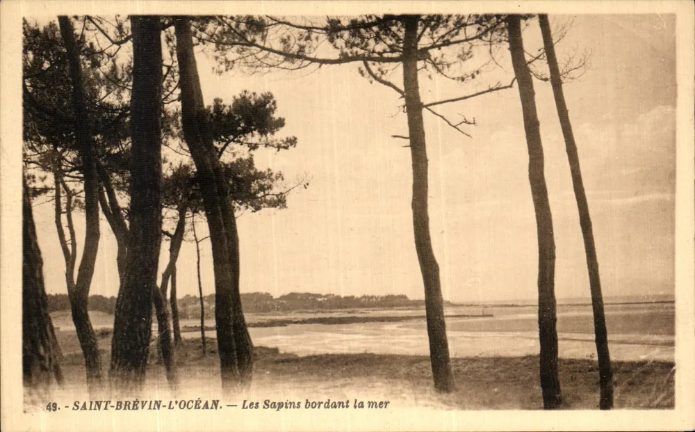 Saint-Brevin-l'Océan — Kiefern am Meer — Edition Mathieu - Bazar - Vorderseite