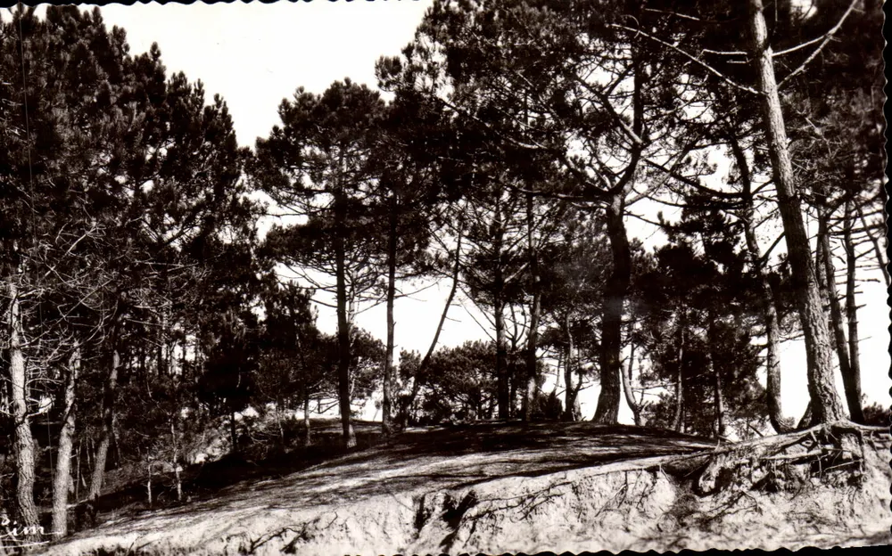 Pinheiros nas dunas — Saint-Brévin-l'Œcéan (Loire-Inf.) — Coleção Provost-Trousseau, St-Denis - Frente