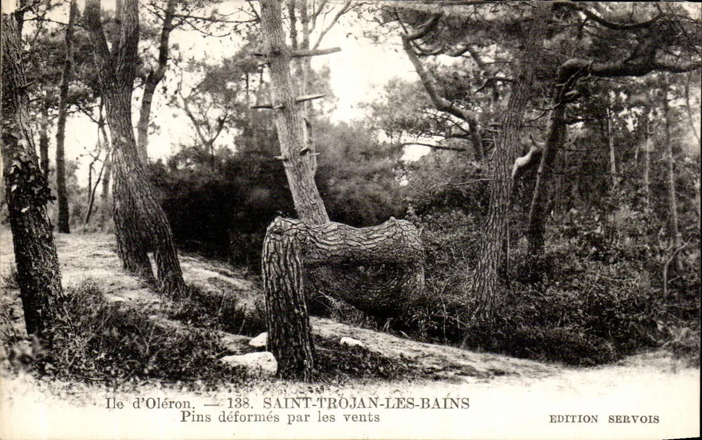 Kiefern, verformt durch den Wind — Ile d'Oléron — Saint-Trojan-les-Bains — Édition Servois, n°138 - Vorderseite